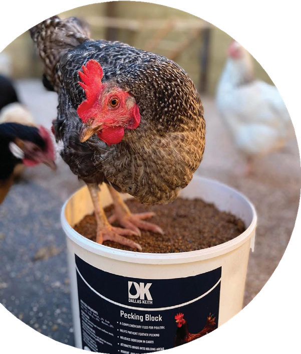 פיקינג בלוק